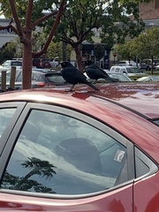 Euphagus cyanocephalus