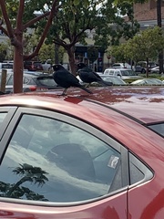 Euphagus cyanocephalus