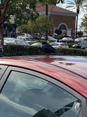 Euphagus cyanocephalus