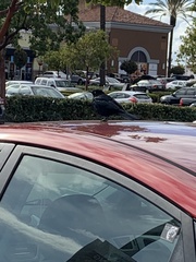 Euphagus cyanocephalus