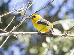 Piranga leucoptera
