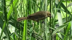 Sporophila torqueola