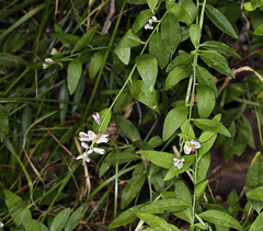 Rhinotropis cornuta cornuta
