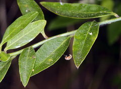 Rhinotropis cornuta cornuta