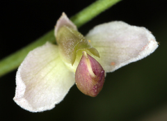 Rhinotropis cornuta cornuta
