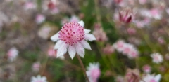 Actinotus forsythii
