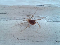 Pachyloides thorellii