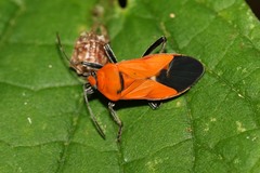 Graptostethus apicalis