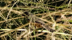 Sporophila torqueola