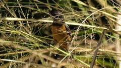 Sporophila torqueola