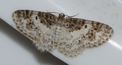Hydrelia lucata