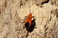 Graptostethus apicalis