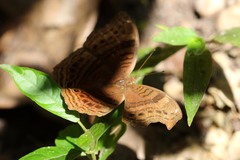 Junonia gregorii