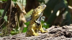 Ctenosaura pectinata