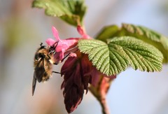 Criorhina nigripes
