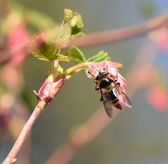 Criorhina nigripes