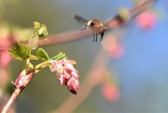 Criorhina nigripes