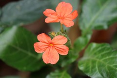 Crossandra