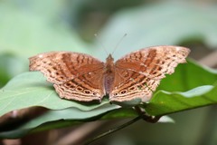 Junonia gregorii