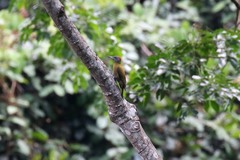 Chloropicus griseocephalus