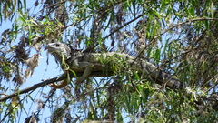 Iguana iguana