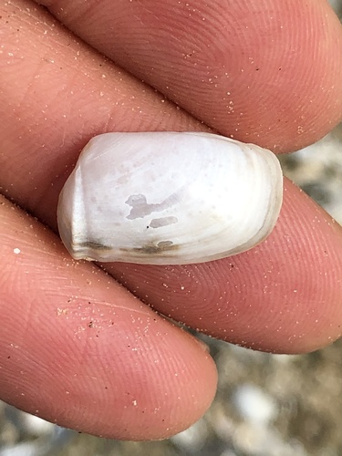 Unequal Spoon Clam