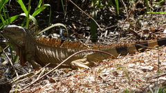 Iguana iguana