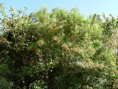 Citharexylum montevidense