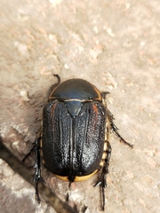 Diaphonia dispar