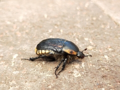 Diaphonia dispar