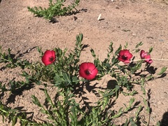 Linum grandiflorum
