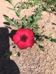 Linum grandiflorum