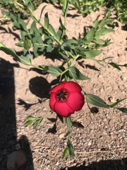 Linum grandiflorum