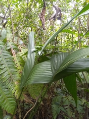 Geonoma pinnatifrons oxycarpa