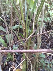 Geonoma pinnatifrons oxycarpa