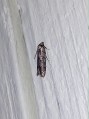 Holcocera chalcofrontella