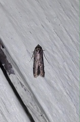 Holcocera chalcofrontella