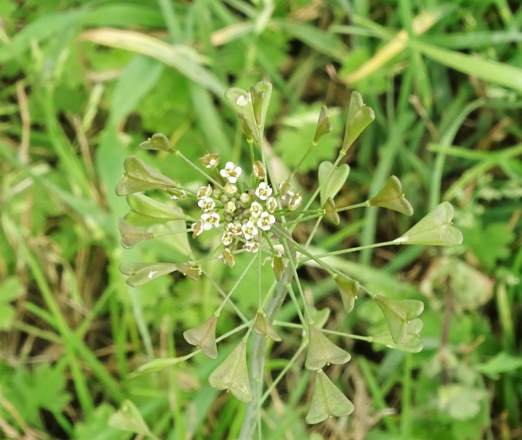 shepherd'spurse from Comal County, TX, USA on March 10, 2021 at 0421