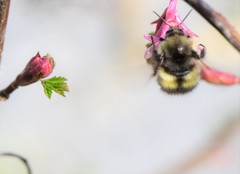 Bombus sitkensis