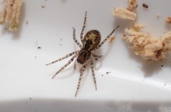 Amaurobius fenestralis