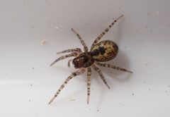 Amaurobius fenestralis