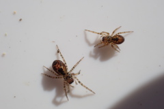 Amaurobius fenestralis