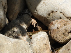 Natrix helvetica sicula