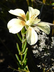 Roepera spinosa