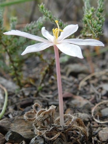 Gethyllis villosa