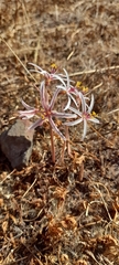 Traubia modesta