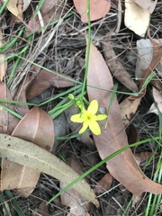 Tricoryne simplex