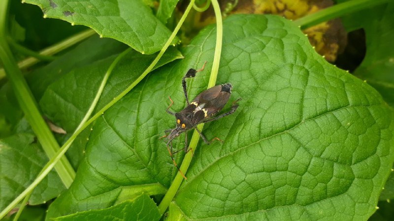 Leptoglossus zonatus image