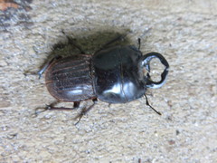 Geodorcus helmsi