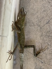 Bronchocela